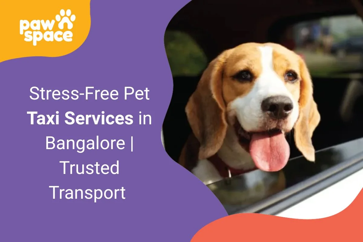 Pet Taxi Services