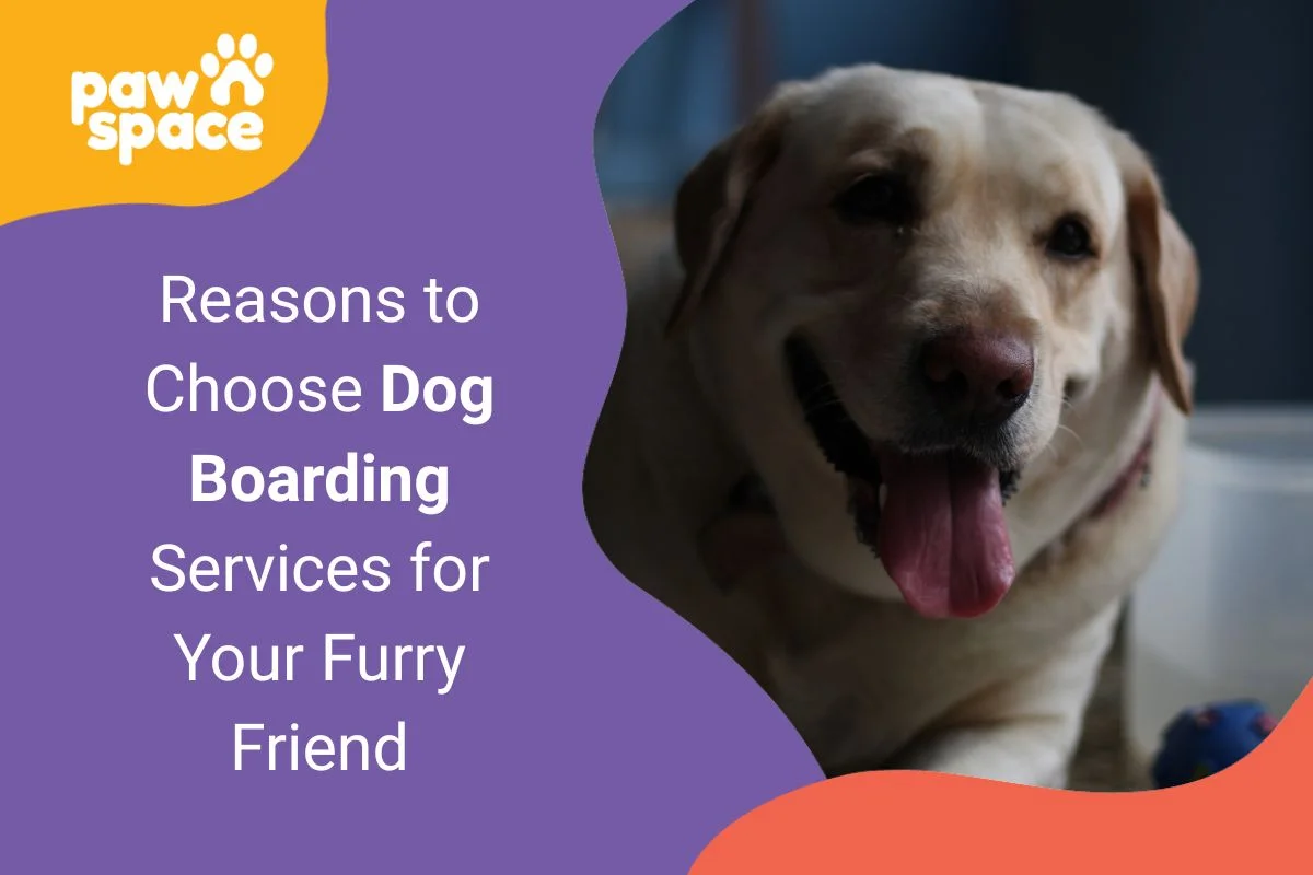 Dog Boarding Services