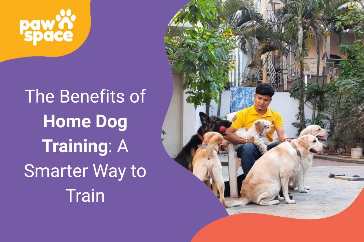 Home Dog Training