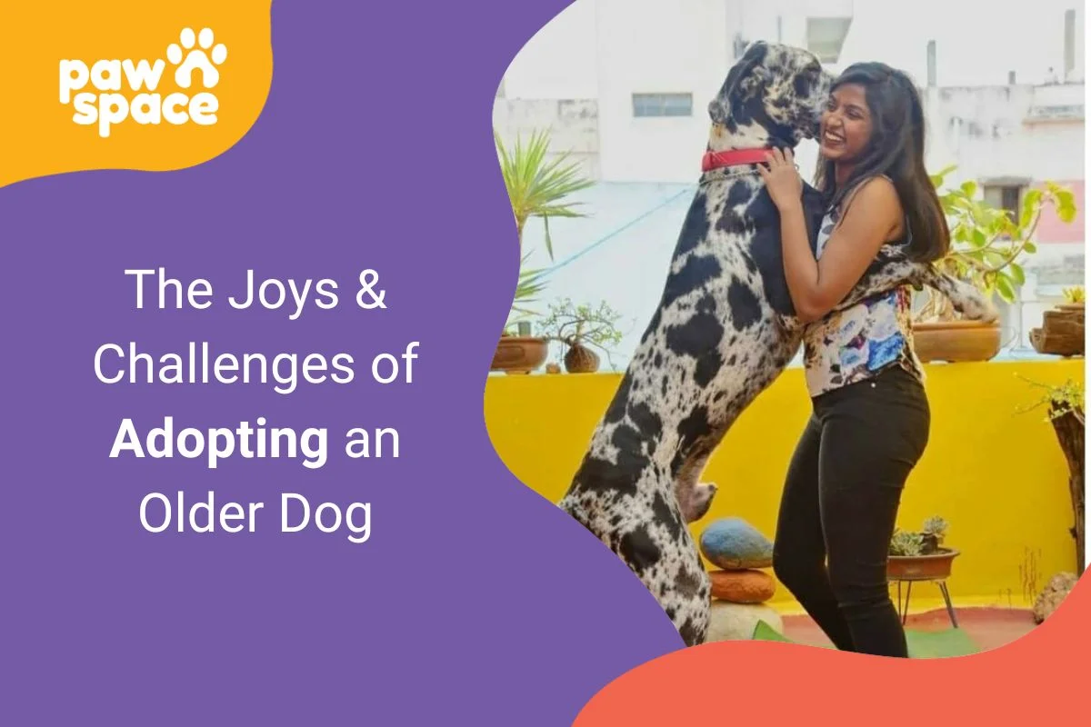 Adopting an Older Dog