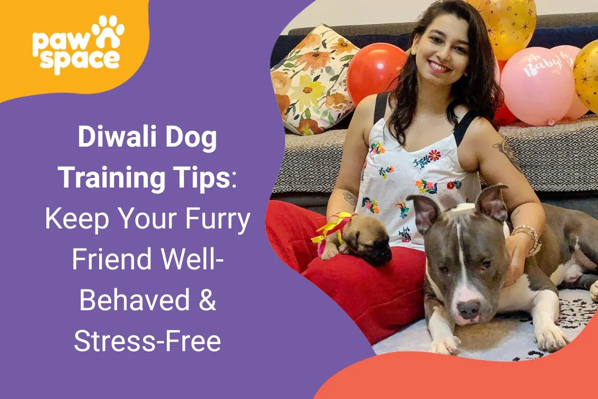 Diwali Dog Training Tips