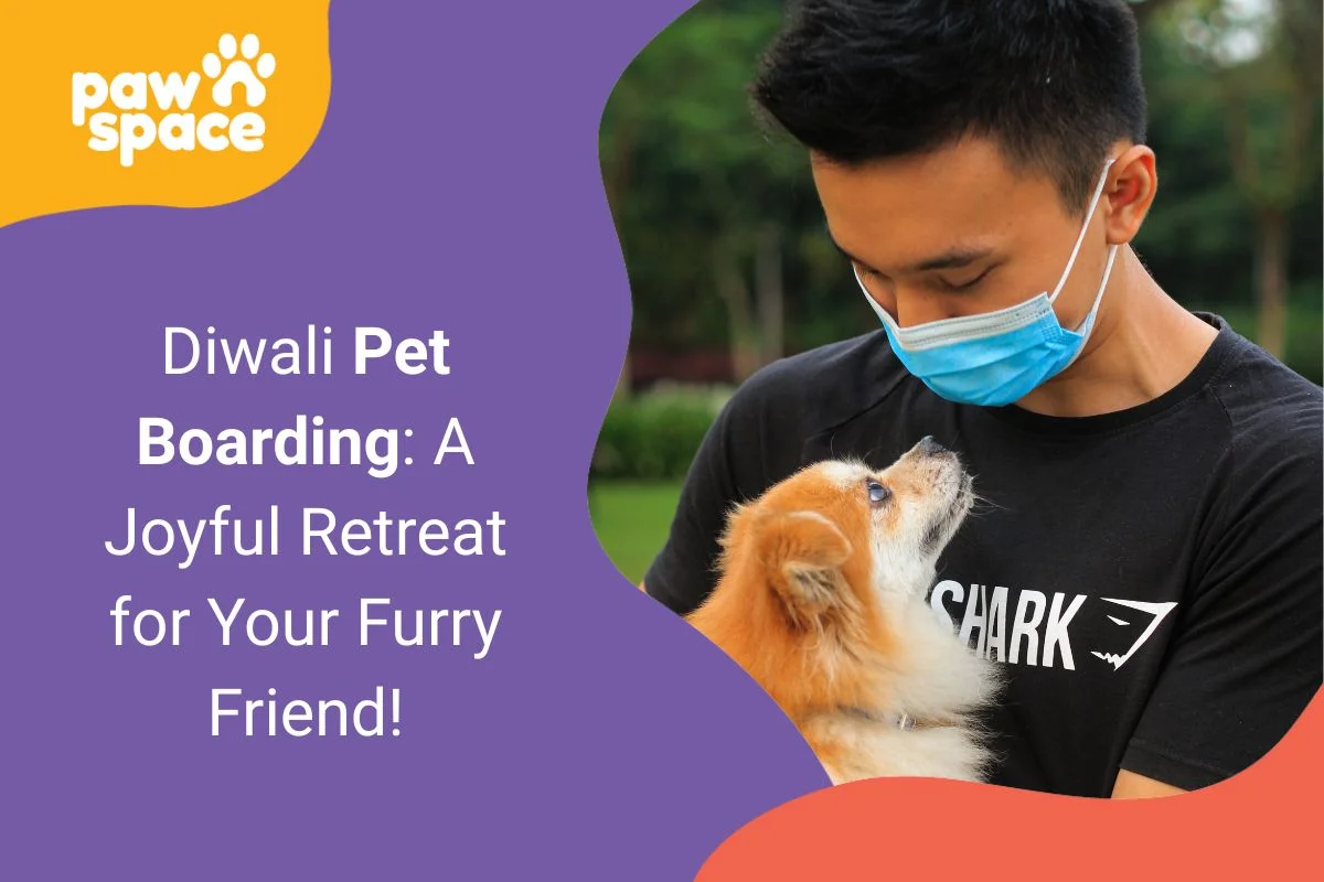 Diwali Pet Boarding