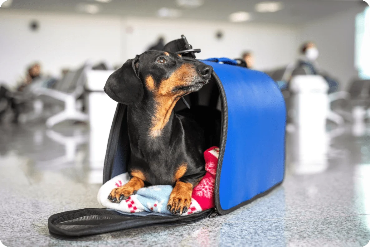 Dog Transport Services