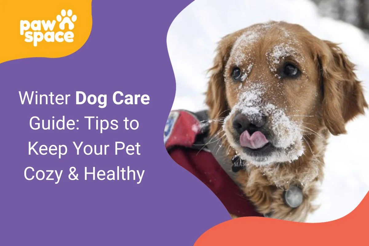 Winter Dog Care