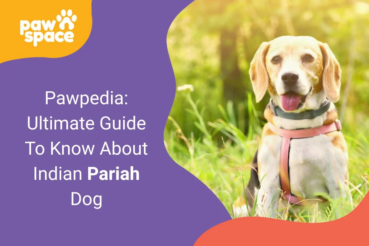 Indian Pariah dog