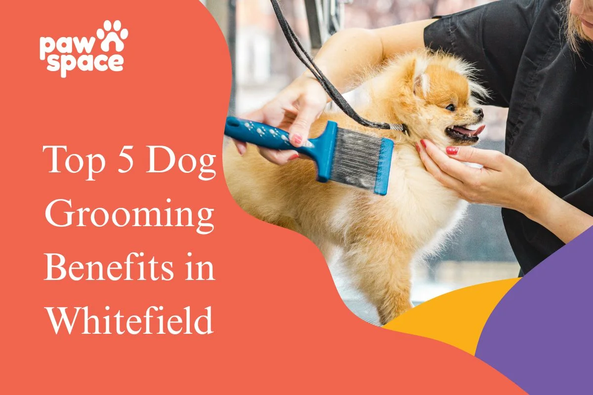 Dog Grooming in Whitefield