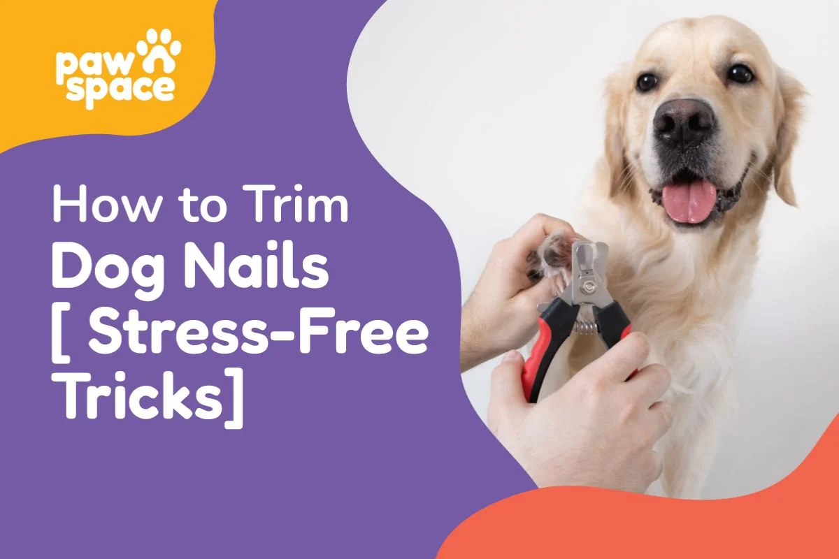 Trim dog nails