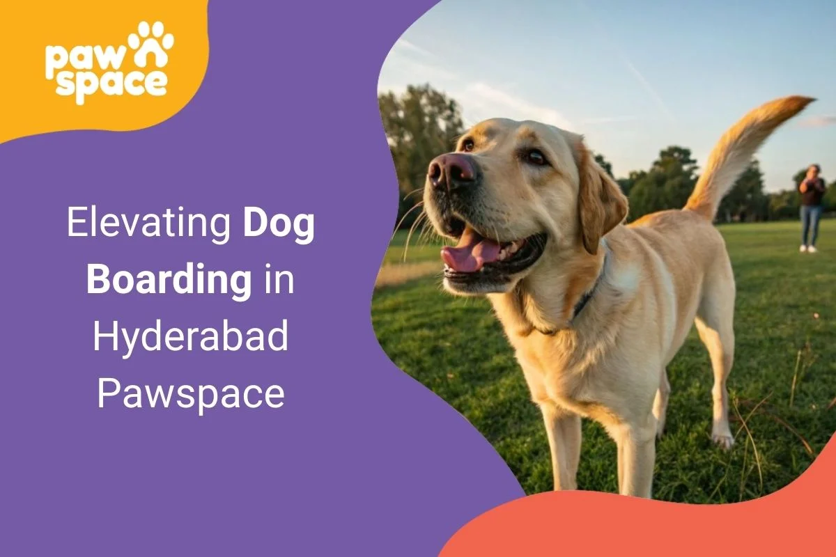 Dog Boarding in Hyderabad