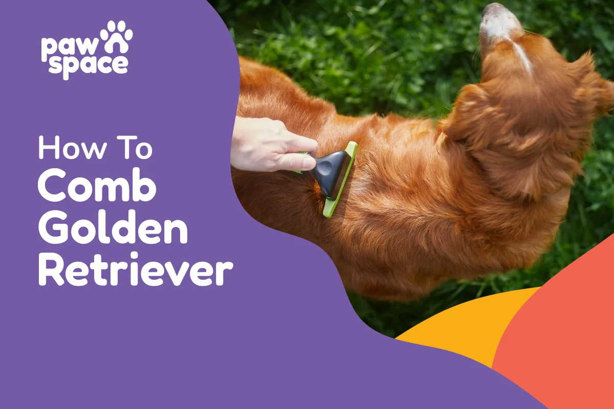 How to comb golden retriever