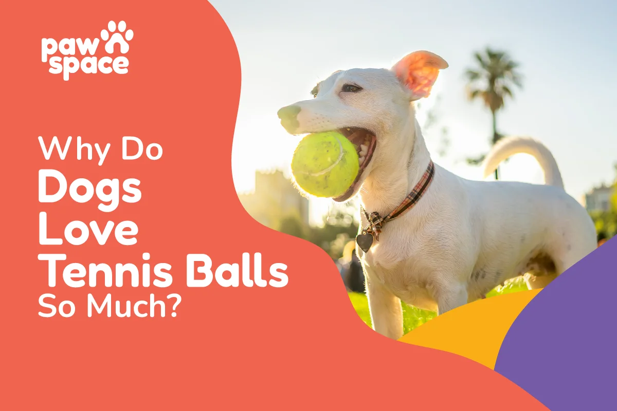 Why Do Dogs Love Tennis Balls