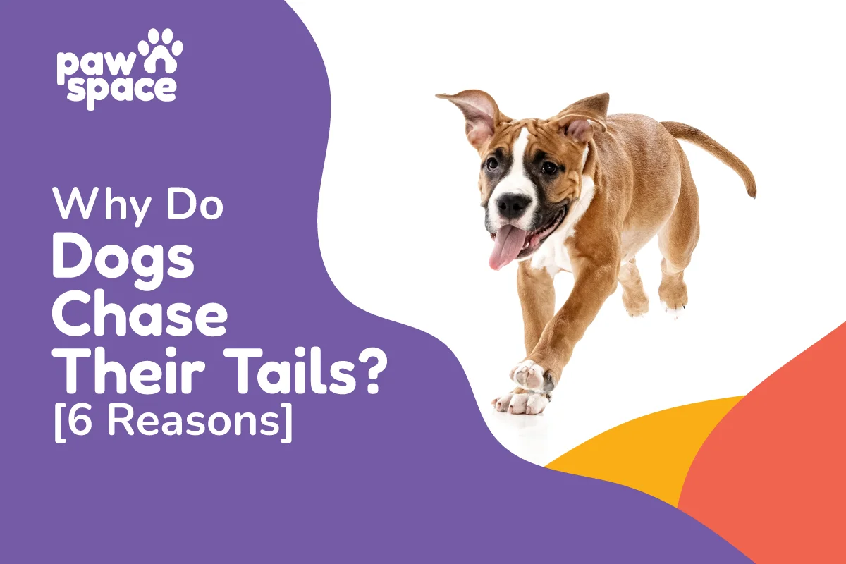 Tail chasing in dogs