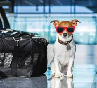 Pet Boarding Tips