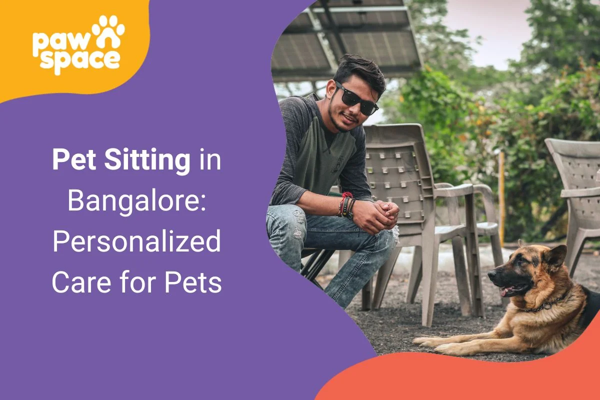 Pet Sitting in Bangalore