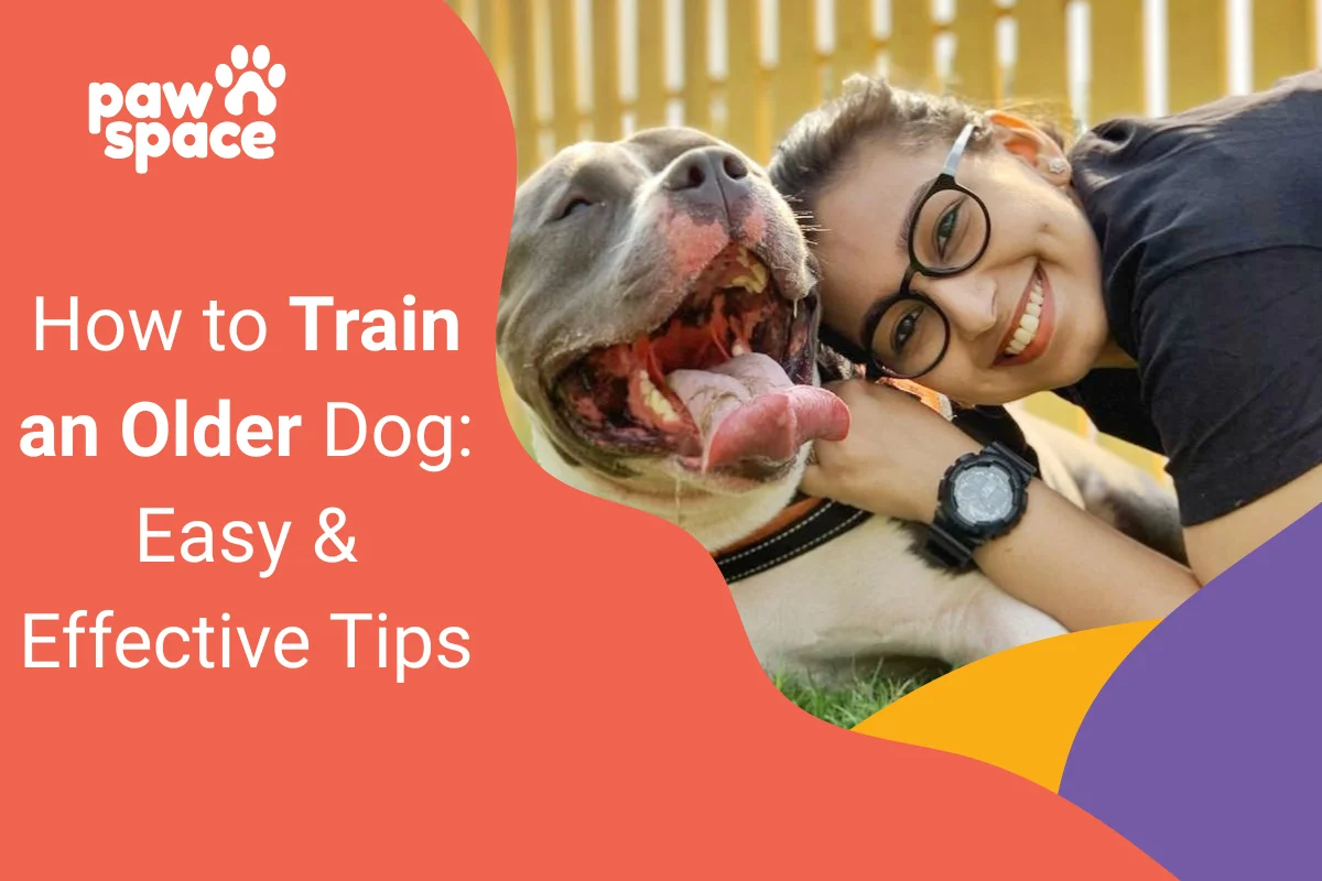 How to Train an Older Dog