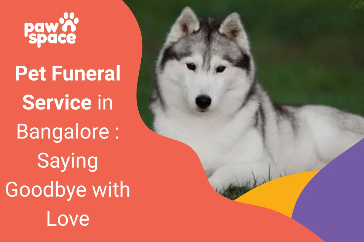 Husky breed