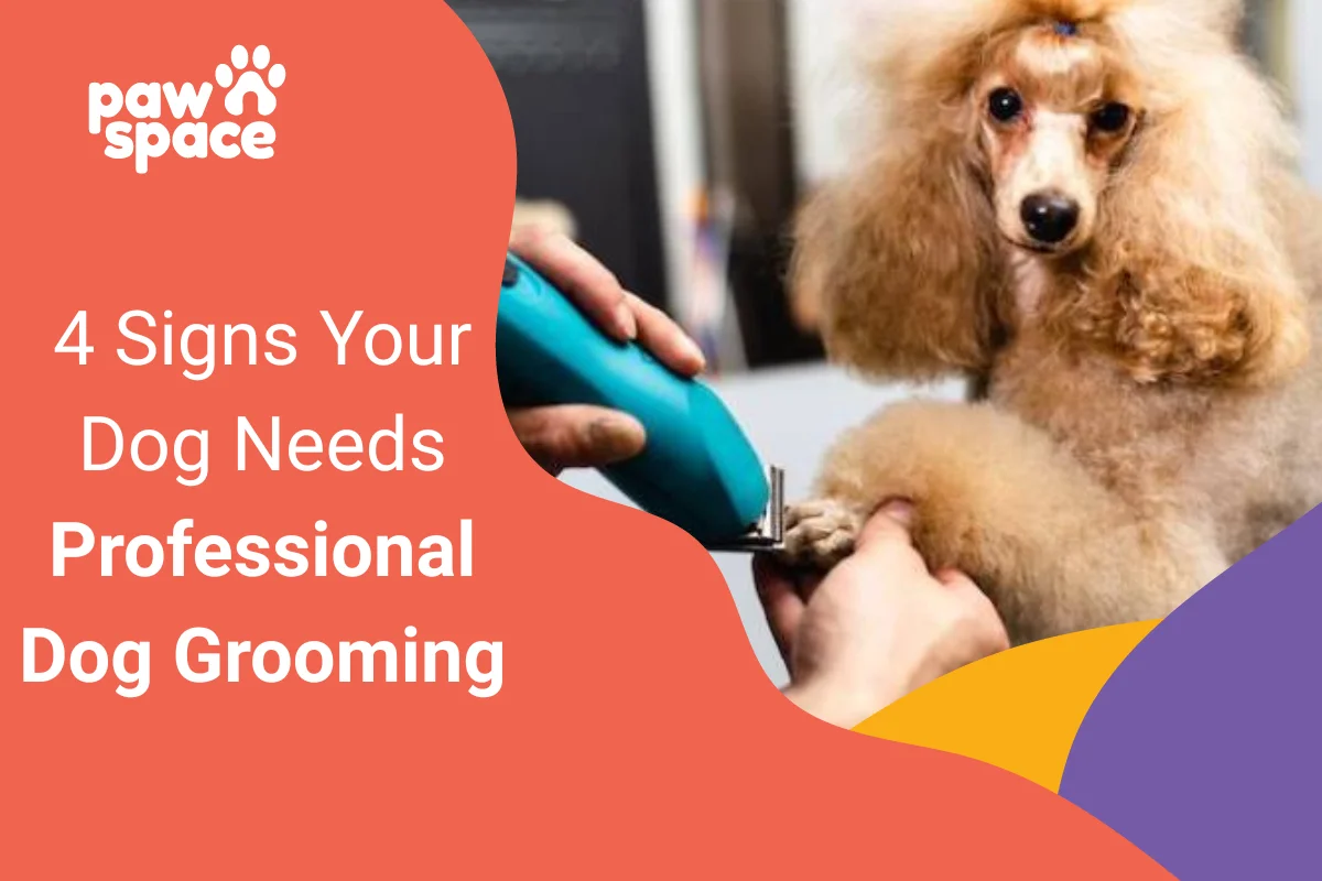 Professional Dog Grooming