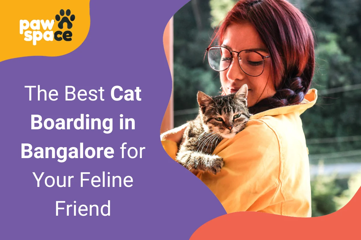 Cat Boarding in Bangalore