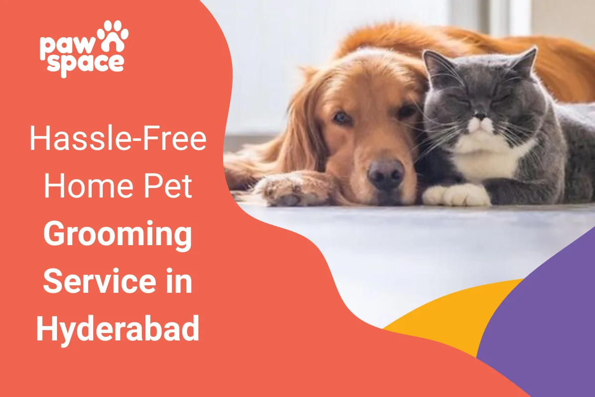 Hassle-Free Home Pet Grooming Service in Hyderabad