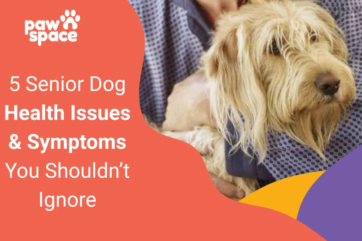 Senior Dog Health Issues & Symptoms
