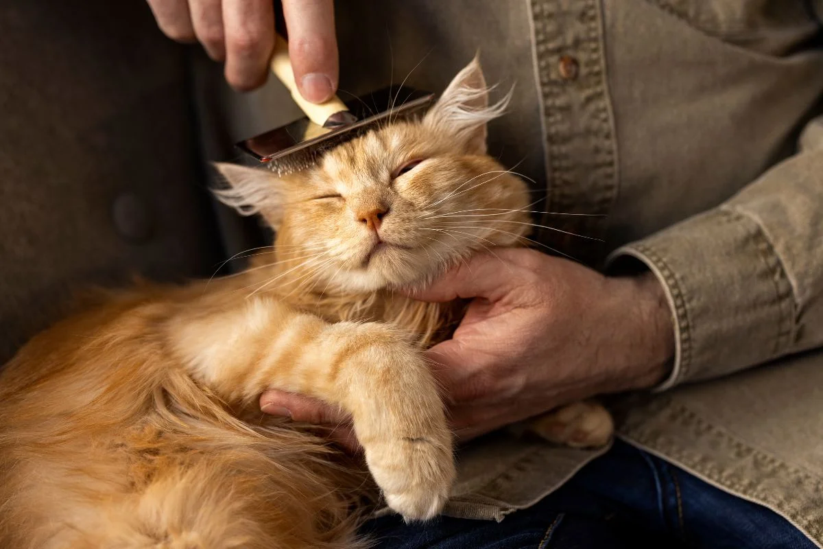 pet grooming packages