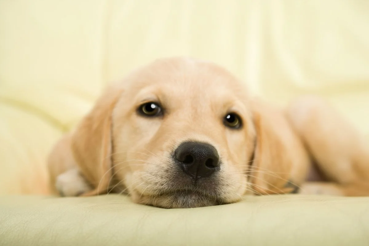 Labrador Retriever puppies