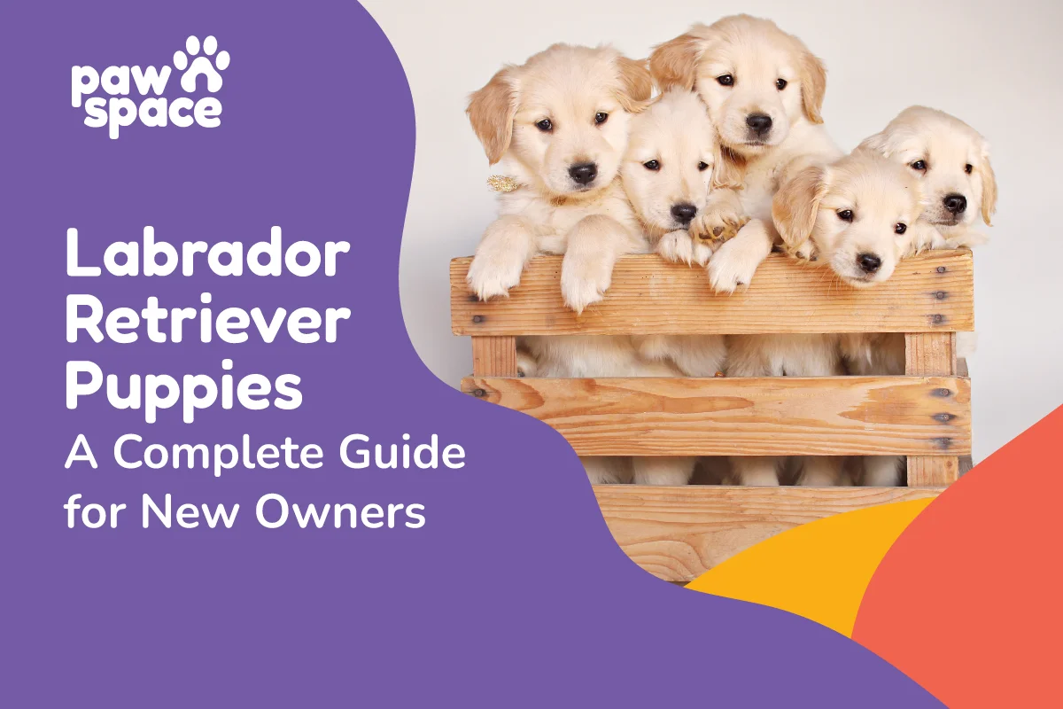 Labrador Retriever puppies