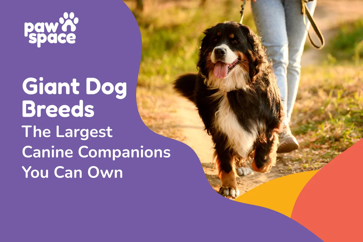 Giant Dog Breeds for families
