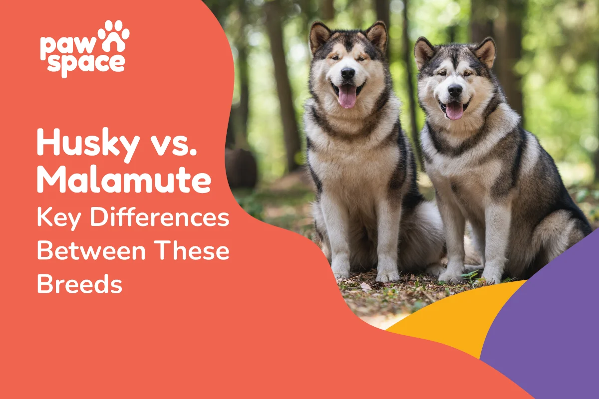 husky vs malamute