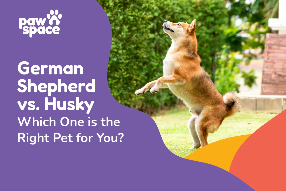 German Shepherd vs Husky