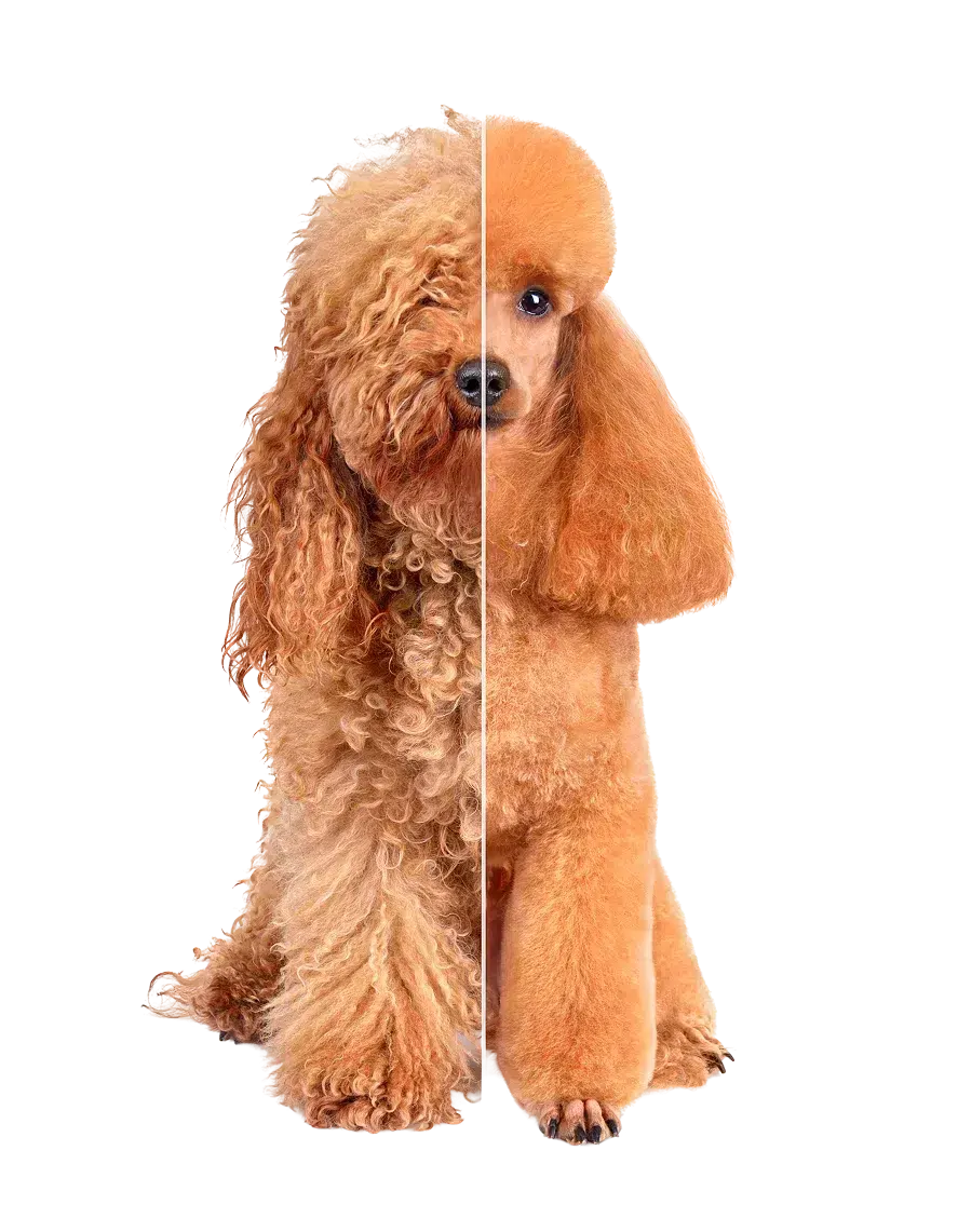 Dog Grooming
