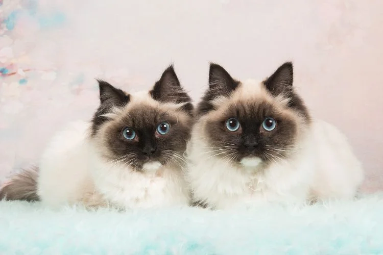 Ragdoll Cats