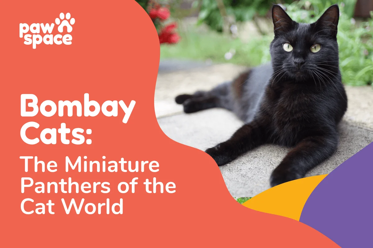 Bombay cat breed