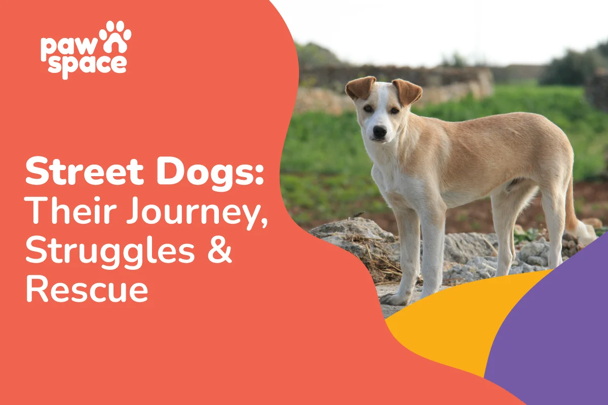 Street dogs