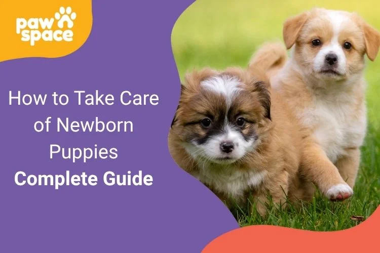 How to Take Care of Newborn Puppies
