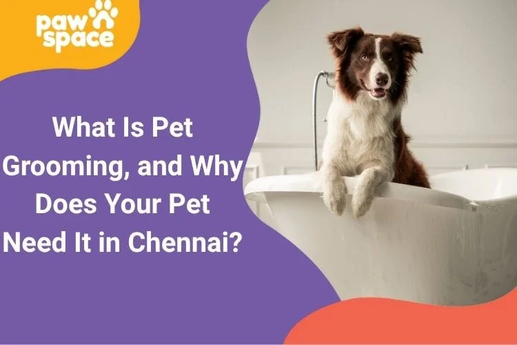 pet grooming requirement in Chennai