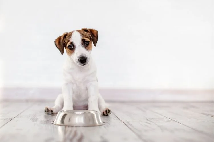 my dog isn t eating and throwing up
