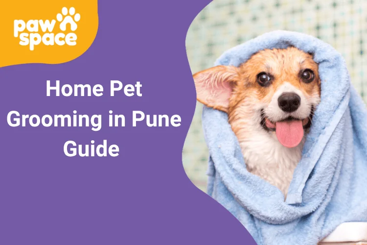 Home Pet Grooming in Pune Guide