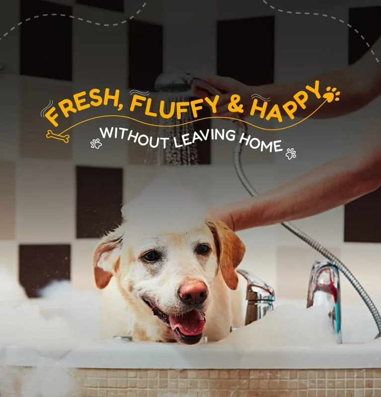 dog grooming banglore