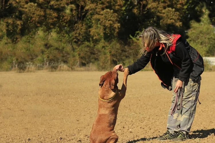dog trainer near me