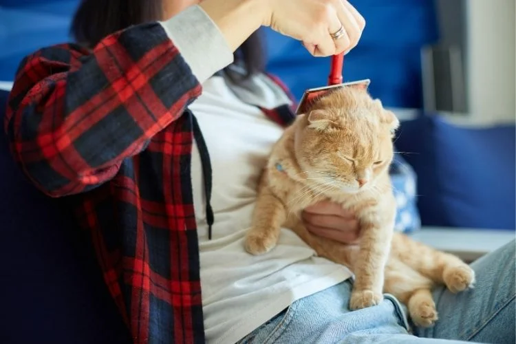 at home grooming for cats