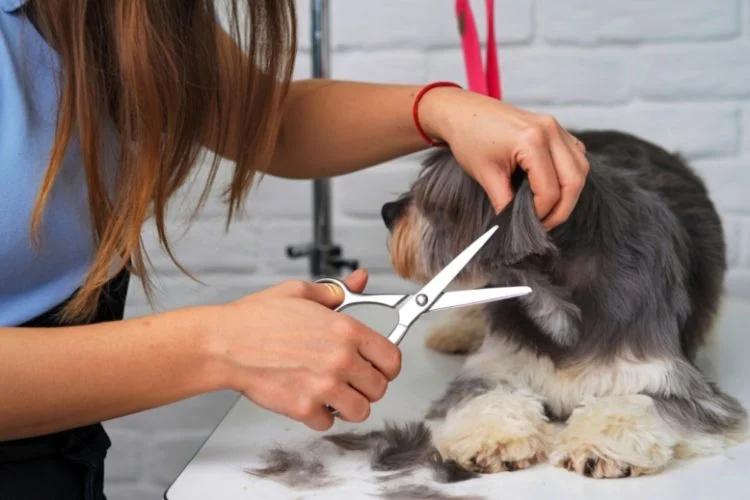 pet groomers near me for dogs