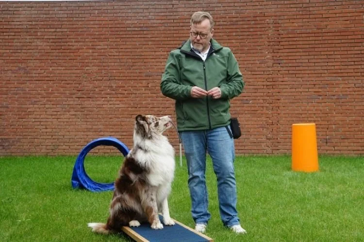 apartment dog training