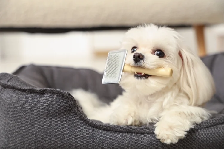 Mobile Pet Grooming vs Salon Grooming