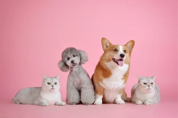 cat breeds that get along with dogs