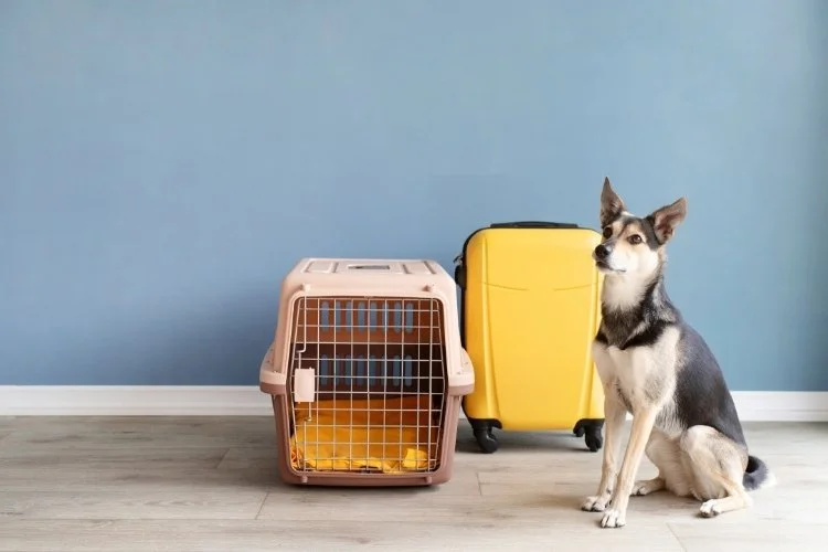 pet relocation in india