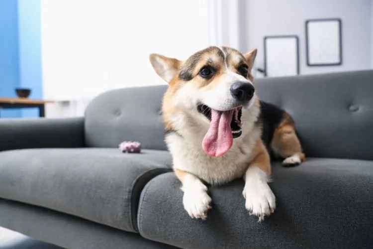 apartment dog breeds bangalore