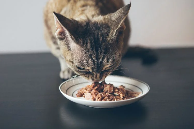 best cat food