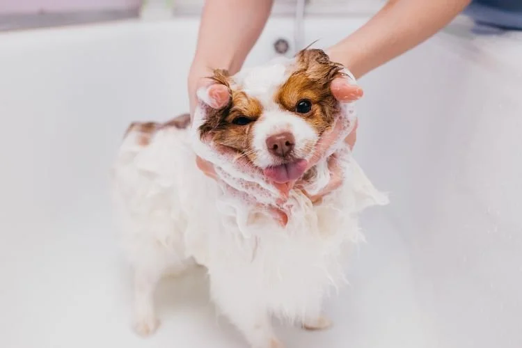 pet grooming