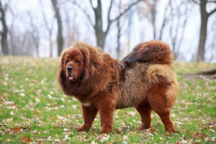 tibetan mastiff care india