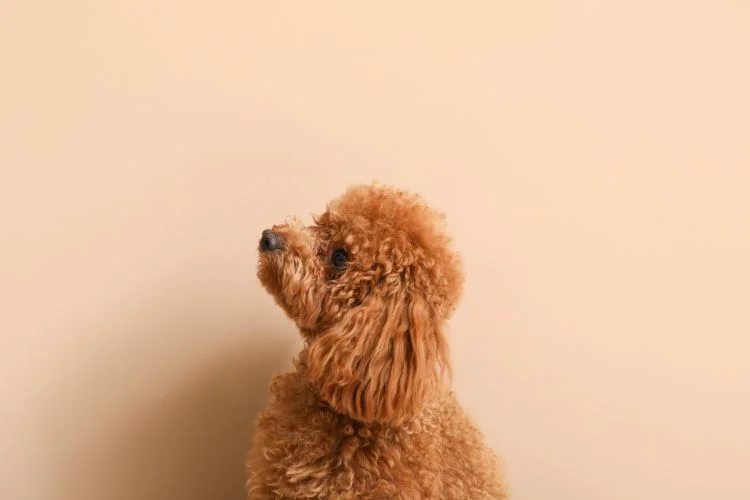 toy poodle care